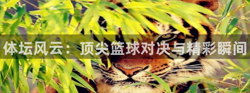 体坛风云：顶尖篮球对决与精彩瞬间
